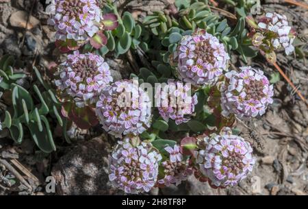 Thomas` Steinkresse, Aethionema thomasianum, blühend; Aostatal. Stockfoto